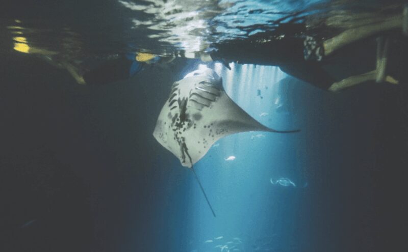 Maui: Turtle Town Sunset Glow Snorkel With Optional Photo - Marine Life Encounters After Sunset