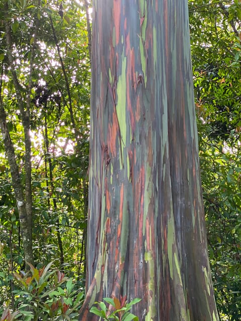 Maui: Van Day Trip to Hana with Local Guide and Lunch - Strolling Through Hana and Learning Its History