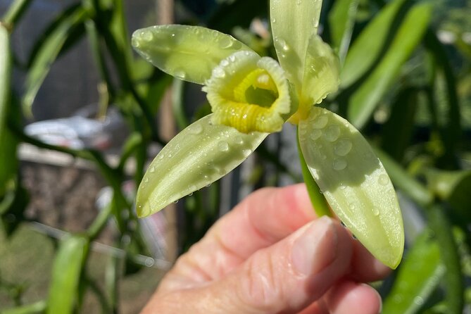Maui Vanilla Farm Private Tour - Discover the Secrets of Vanilla at Maui Vanilla Farm