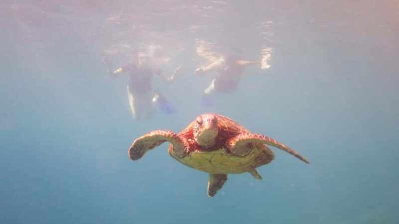 Maui: West Coast Snorkeling Boat Tour w/Breakfast & Lunch - The Experience of Snorkeling in West Maui’s Clear Waters