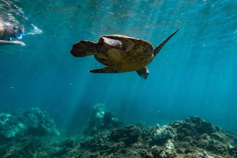 Maui: West Coast Snorkeling Boat Tour w/Breakfast & Lunch - Final Thoughts