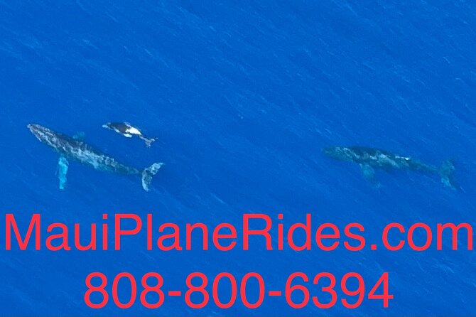 Maui Whale Watching -PRIVATE- Air Tour: (2-5 People): SEE WHALES! - Why This Tour Stands Out Compared to Similar Experiences