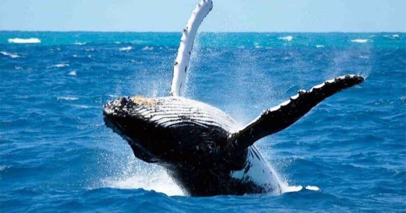 Maui: Whale Watching Tour - 1.5 hours - Mauis 1.5-Hour Whale Watching Adventure for $93 Per Person