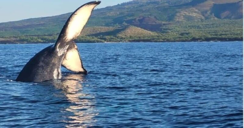 Maui: Whale Watching Tour - 1.5 hours - Key Points