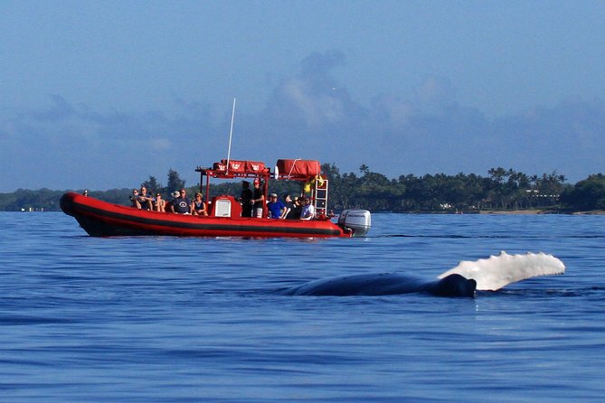 Maui Whale-Watching Tour by Raft from Kihei - Key Points