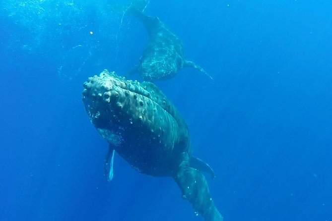 Maui Whale-Watching Tour by Raft from Kihei - Whale Watching: The Main Highlight