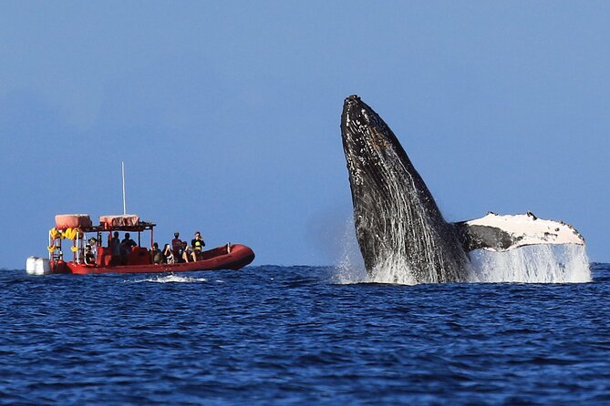 Maui Whale-Watching Tour by Raft from Kihei - The Marine Naturalist: Knowledge and Engagement