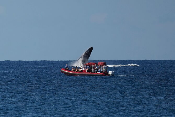 Maui Whale-Watching Tour by Raft from Kihei - Comfort and Practical Considerations