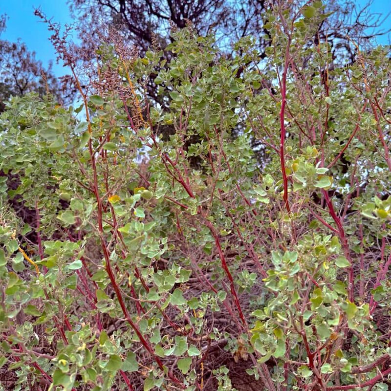 Mauna Kea: Sunset and Star Rise Hike with Native Hawaiian - Star Rise and Celestial Navigation Lessons