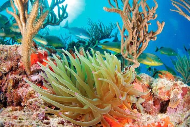 Mayan Adventure from Cancun - All-Inclusive Experience: Lunch, Water, and Snorkeling Gear