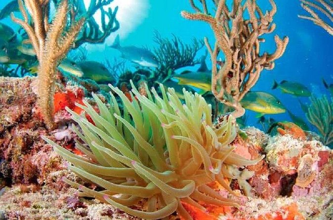 Mayan Adventure from Cancun - The Scenic Beauty of the Cenotes and Lagoon