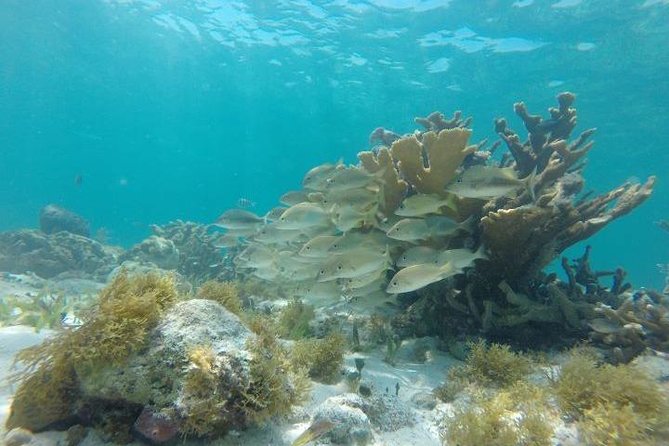 Mayan Jungle Tour Speed Boat Snorkel and Snack - Snorkeling at the World’s Second-Largest Reef