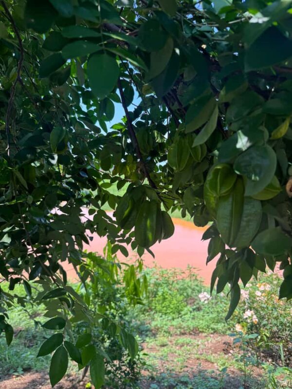 Mazatlán: Fruit Tour with Lunch and Mezcal Tasting - A Hearty Lunch with Flambeed Cheese and Beef Burritos