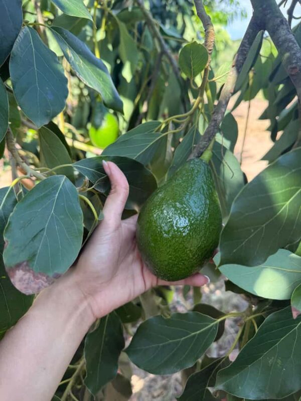 Mazatlán: Fruit Tour with Lunch and Mezcal Tasting - Learning About Mezcal-Making and Tasting Flavors