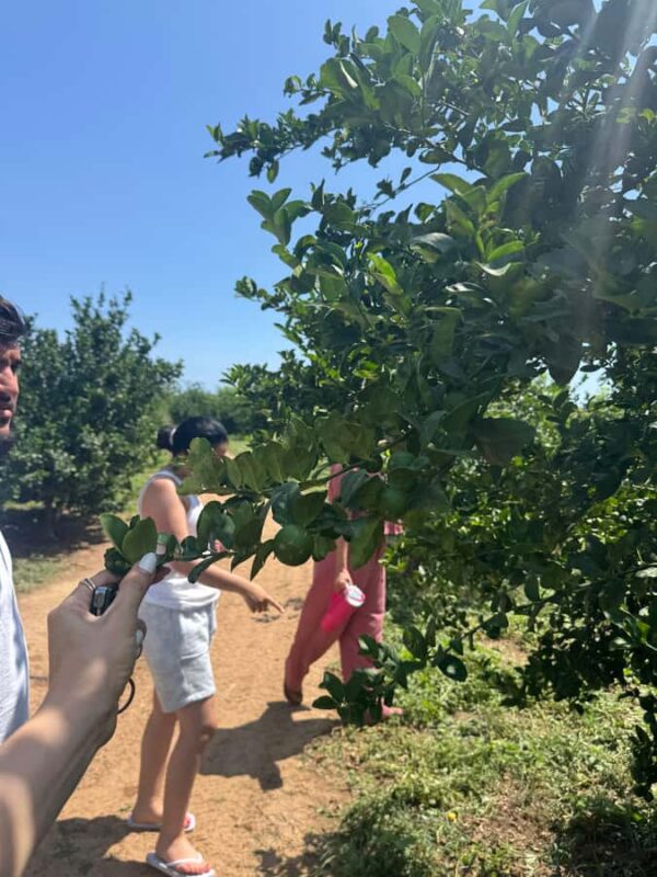 Mazatlán: Fruit Tour with Lunch and Mezcal Tasting - Practical Details: Logistics, Duration, and Booking