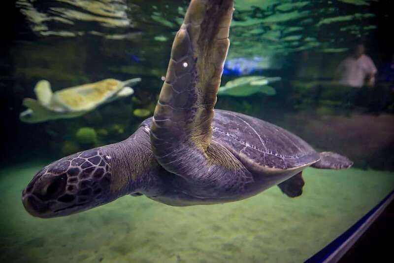 Mazatlan: Grand Aquarium Ticket and City Sightseeing Tour - Key Points