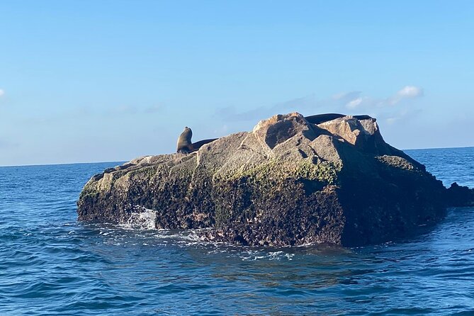 Mazatlan Sport Fishing Adventure - Who Will Appreciate This Tour?