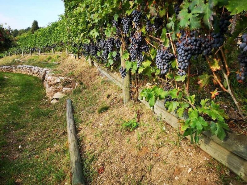 Mazzurega: Winery Tour with Tasting and Food Pairing - Discover a Family-Run Winery in Veneto