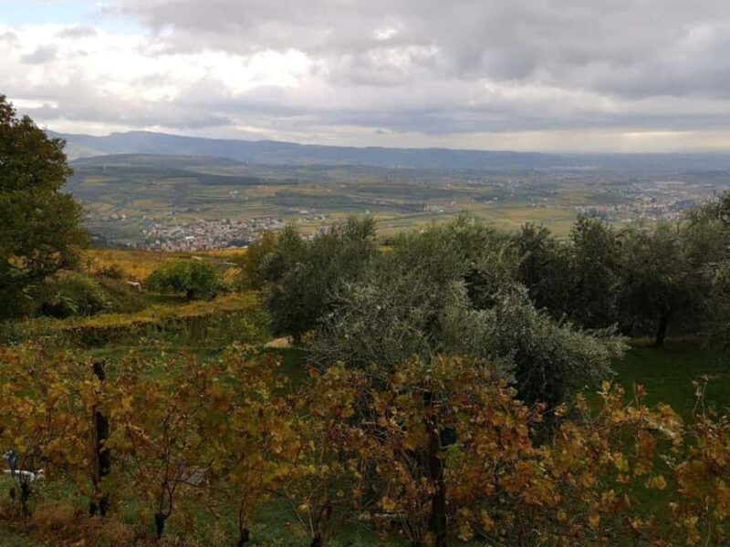 Mazzurega: Winery Tour with Tasting and Food Pairing - Visit to the Winery and Barrel Cellar