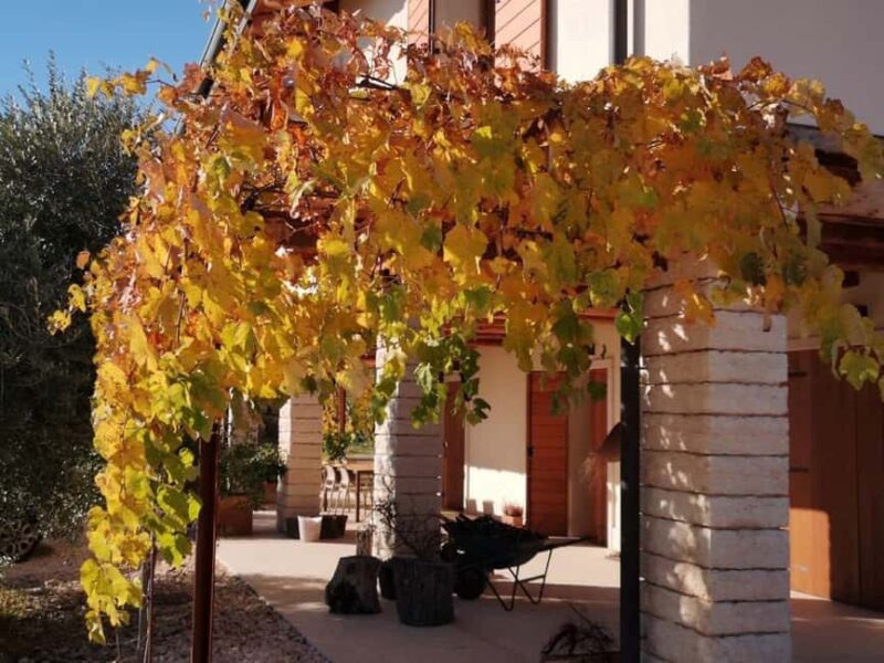 Mazzurega: Winery Tour with Tasting and Food Pairing - Tasting 4 Artisanal Red Wines with a Generous Food Pairing