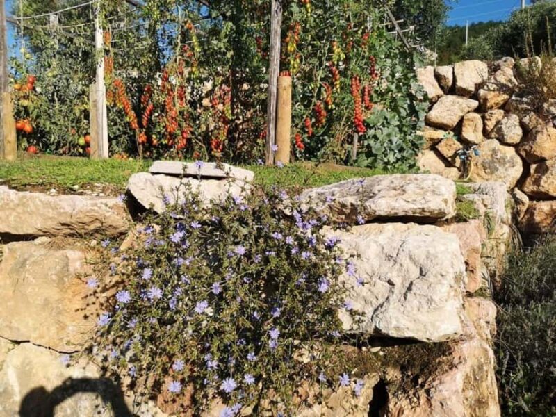 Mazzurega: Winery Tour with Tasting and Food Pairing - Logistics and Meeting Instructions