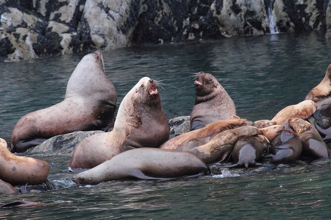 Meares Glacier Cruise Excursion from Valdez - Wildlife Encounters: Otters, Whales, and Puffins