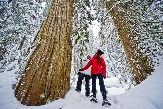 Medicine Trail Snowshoe Tour - Explore the Mysterious Forest on a Snowshoe Adventure in Whistler