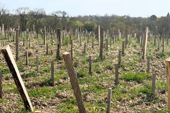 Medoc 1855 Individual Full Day Wine Tour - Considerations and Potential Drawbacks