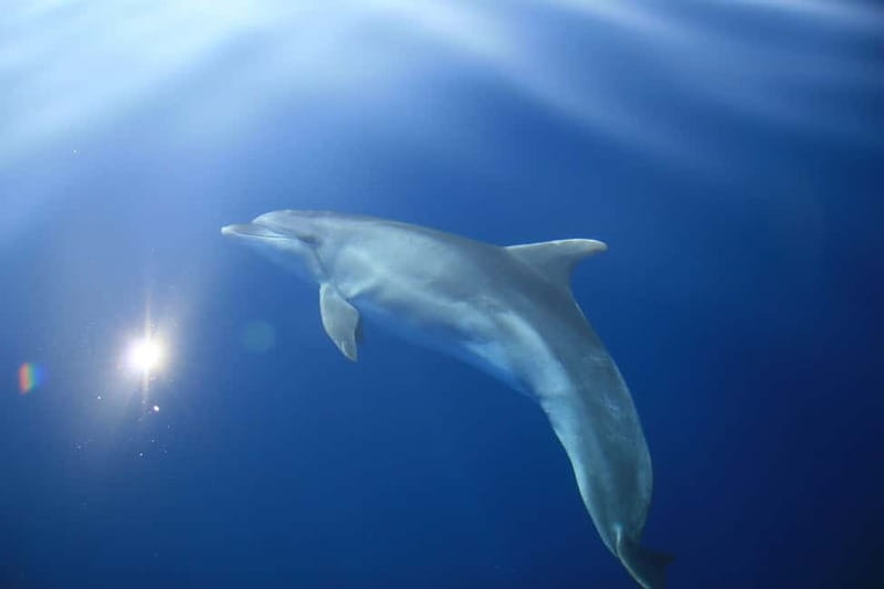 Medulin: Full-Day Boat Tour to Kamenjak and Levan w/ Lunch - Key Points