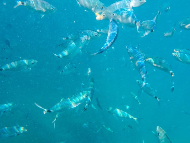 Medulin: Glass Boat Tour Experience to Kamenjak - Tips for a Smooth Experience on the Boat