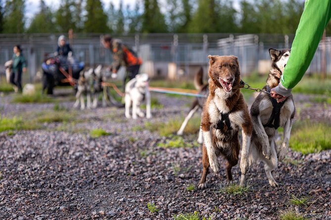 Meet 70 Huskies and Enjoy a short ATV Tour with the Huskies - The Experience of the Guides and Staff