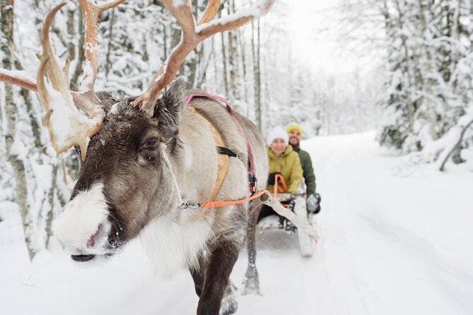 Meet Santa Claus & Santa's Reindeer Ride & Greet Huskies - What Sets This Tour Apart