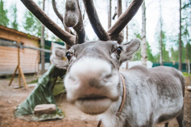 Meet Santa Claus & Santa's Reindeer Ride & Greet Huskies - Final Thoughts on the Santa & Husky Tour in Rovaniemi