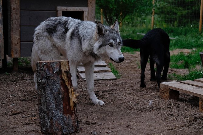 Meet Taivas & the Arctic Wolves - Private Tour - Who Will Appreciate This Tour Most?