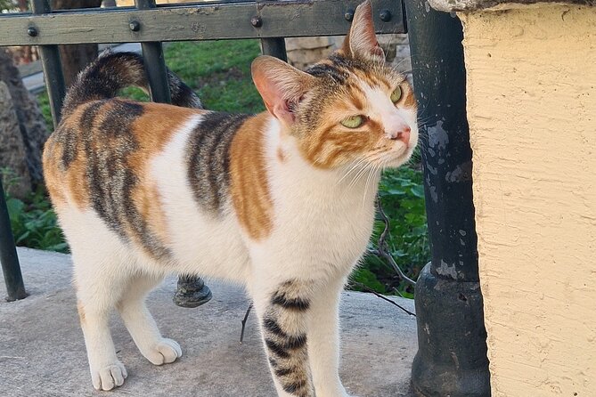 Meet the Cats of Acropolis and Thissio Private Tour - Key Points