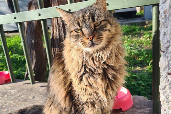 Meet the Cats of Acropolis and Thissio Private Tour - The Unique Focus on Athens’ Feline Communities