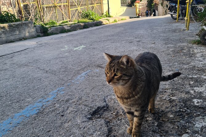 Meet the Cats of Acropolis and Thissio Private Tour - The Experience of Walking Through Historic Neighborhoods