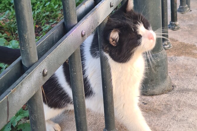 Meet the Cats of Acropolis and Thissio Private Tour - Logistics: Meeting Points and Group Size