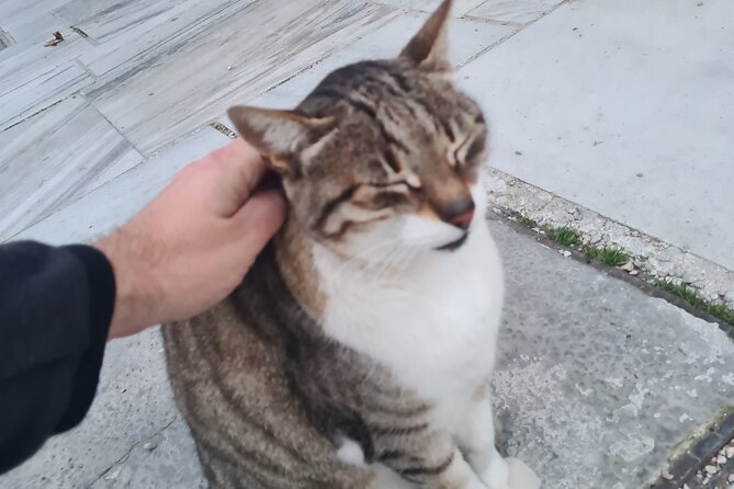 Meet the Cats of Acropolis and Thissio Private Tour - The Guide: Giorgos’s Approach and Expertise