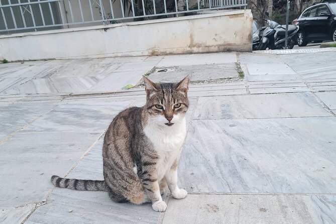 Meet the Cats of Acropolis and Thissio Private Tour - Booking and Cancellation Flexibility