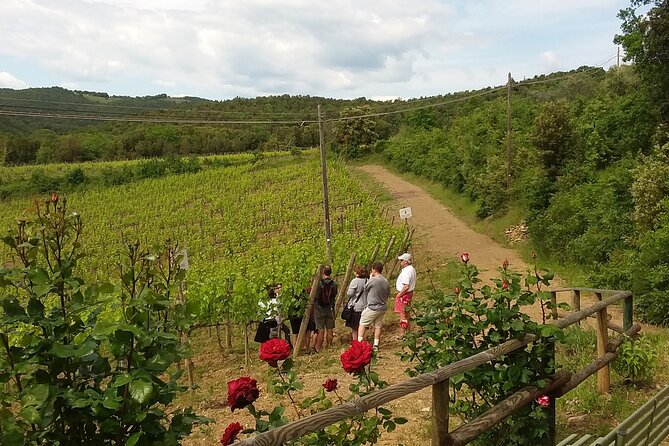 Meet the king of the territory: Brunello di Montalcino - Meet the King of Italian Wines: Brunello di Montalcino Tour