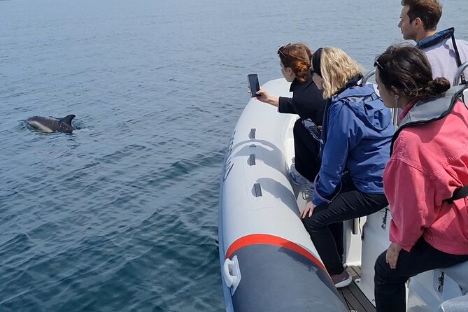 Meet the Lisbon Dolphins - Dolphin Watching in Lisbon - Wildlife Sightings: Dolphins, Turtles, and Birds