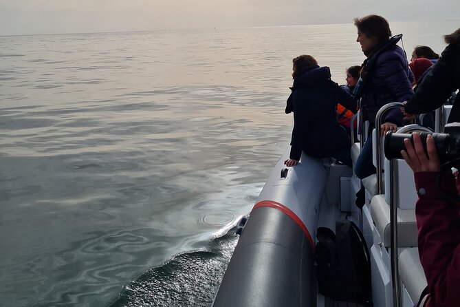 Meet the Lisbon Dolphins - Dolphin Watching in Lisbon - What to Expect During the Tour