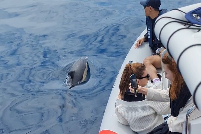 Meet the Lisbon Dolphins - Dolphin Watching in Lisbon - Additional Inclusions and What’s Not Covered