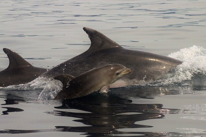 Meet the Lisbon Dolphins - Dolphin Watching in Lisbon - The Experience of Seeing Dolphins Up Close