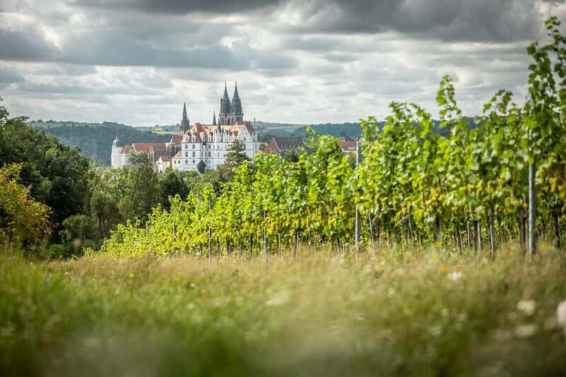 Meißen: Wine hike in the Proschwitzer vineyards including a 3-part wine tasting - Key Points