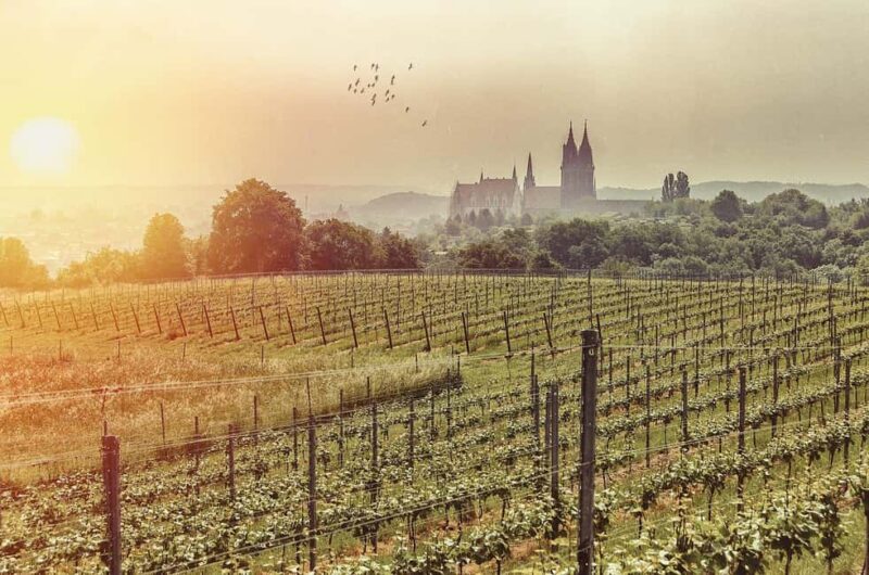 Meißen: Wine hike to the Rothes Gut winery, including a tasting of 3 wines - Practical Details: Meeting Point and Duration