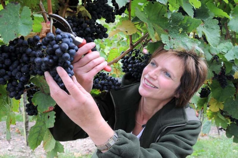 Meissen: Wine hike in the Spaargebirge including 3 wine tastings - Discover the Charm of Meissen’s Wine Hike in the Spaargebirge