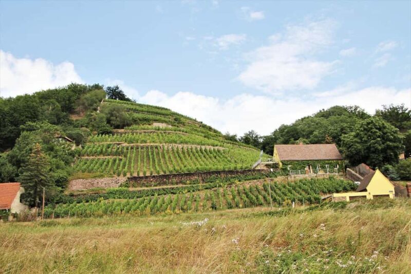 Meissen: Wine hike in the Spaargebirge including 3 wine tastings - Practical Tips for the Tour Day