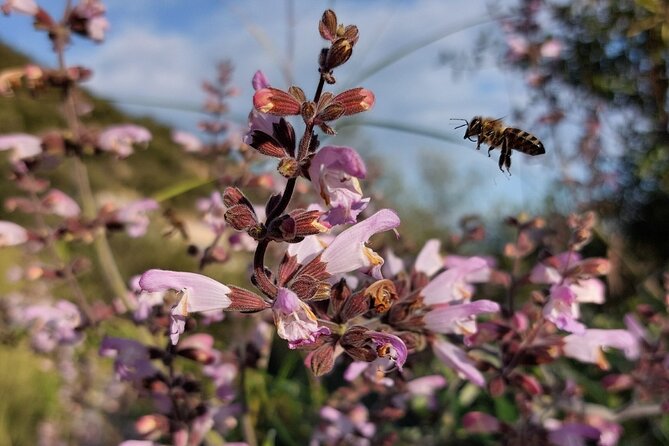 Melissini Beekeeping Experience - Safety and Accessibility Considerations